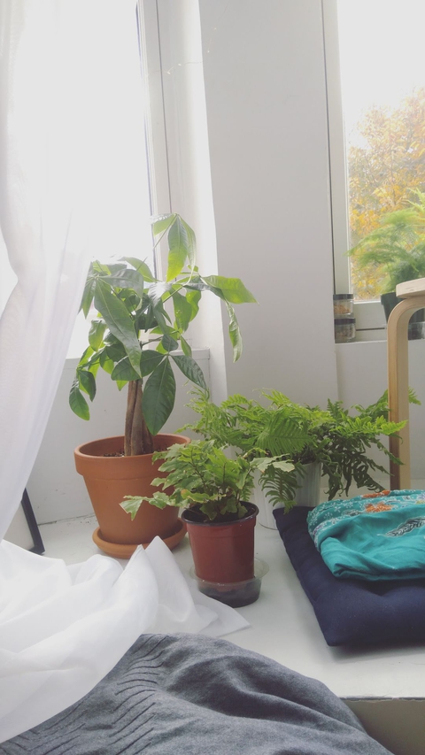 small trees and ferns by my window at home.